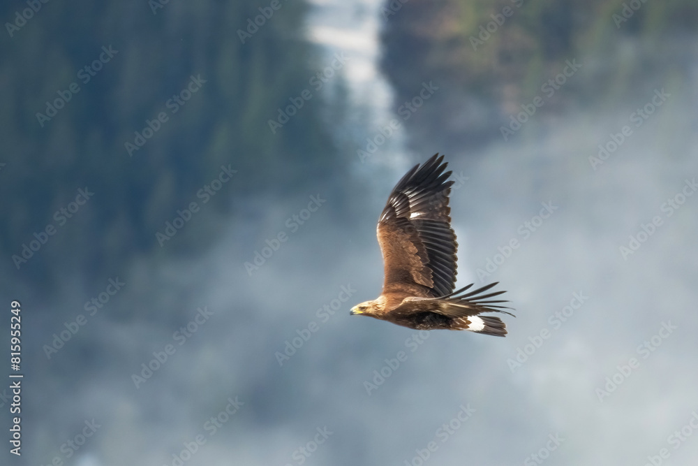 Wild Golden eagle (Aquila chrysaetos) in flight against the backdrop of a coniferous forest, shot in the Italian Alps on a misty morning. Bird of prey with spred wings looking for prey, Italy.