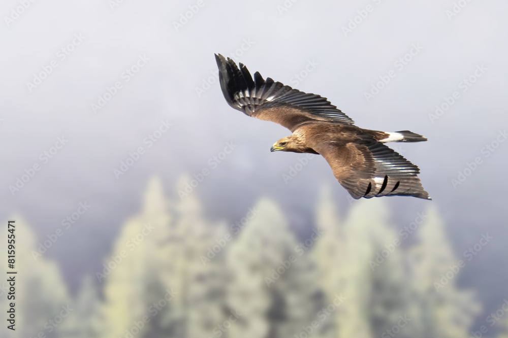 Golden Eagle (Aquila chrysaetos) flying over a conifeours forest on a misty day in the Italian Alps, bird of prey in flight with spread wings.