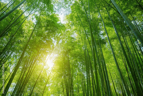 A serene bamboo forest bathed in soft sunlight  with slender bamboo stalks stretching towards the sky and lush green foliage filtering the dappled light  creating a tranquil oasis of natural beauty.