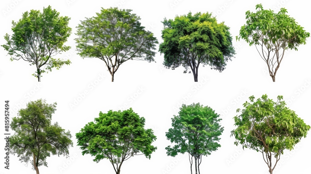 A collection of six different isolated trees on a white background, suitable for architectural designs or environmental graphics. A collection of six different isolated trees on a white background, suitable for architectural designs or environmental graphics.