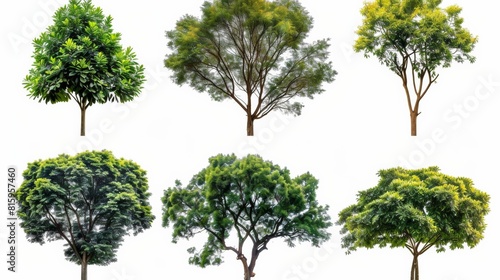 Assorted isolated trees on white background  depicting diverse species and foliage for landscape design and environmental graphics.