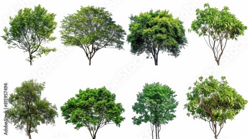 A collection of six different isolated trees on a white background  suitable for architectural designs or environmental graphics.