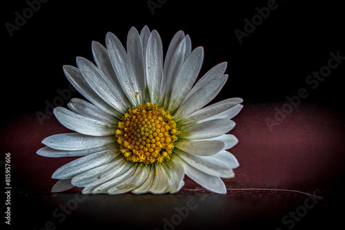 Close-up of Dew-Kissed White Daisy Against Dark Background