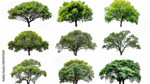 A collection of nine different tree types isolated on a white background, showcasing diversity in foliage and tree shapes. photo