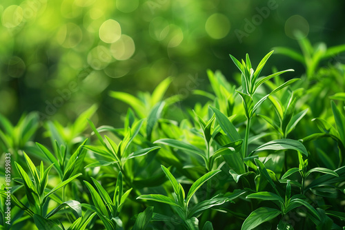 Lush tarragon plants illuminated by soft sunlight  highlighting their vibrant green leaves and fresh growth