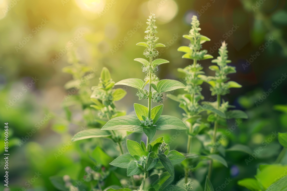 Lush white flowering basil plants illuminated by soft sunlight in a serene garden setting Lush white flowering basil plants illuminated by soft sunlight in a serene garden setting