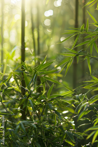 A serene bamboo forest bathed in soft sunlight  with slender bamboo stalks stretching towards the sky and lush green foliage filtering the dappled light  creating a tranquil oasis of natural beauty.