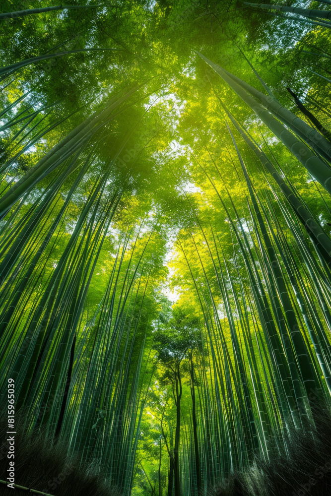 A serene bamboo forest bathed in soft sunlight, with slender bamboo stalks stretching towards the sky and lush green foliage filtering the dappled light, creating a tranquil oasis of natural beauty. A serene bamboo forest bathed in soft sunlight, with slender bamboo stalks stretching towards the sky and lush green foliage filtering the dappled light, creating a tranquil oasis of natural beauty.