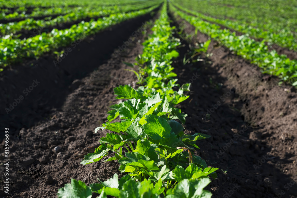 Celery plants on a field, selective focus Celery plants on a field, selective focus
