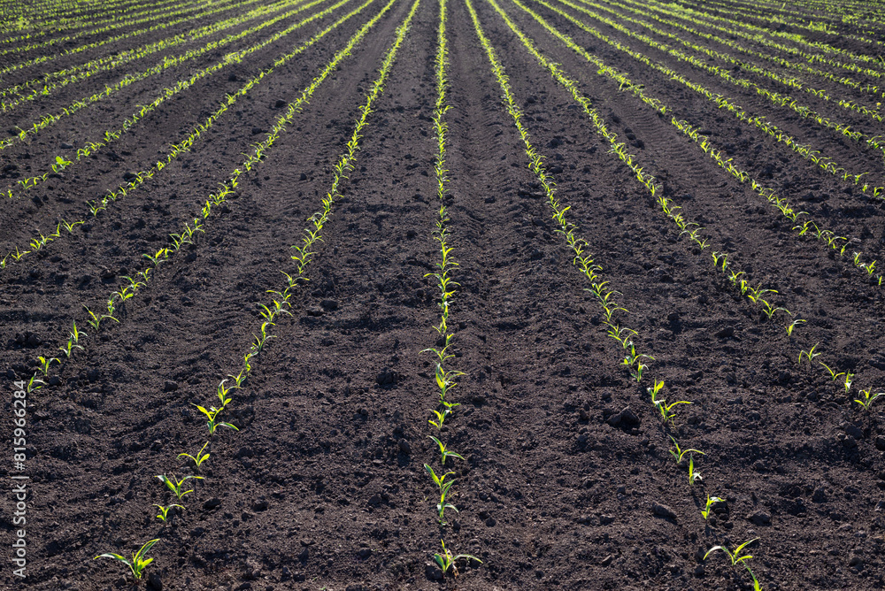 Rows of young green corn plants in a field. Rows of young green corn plants in a field.