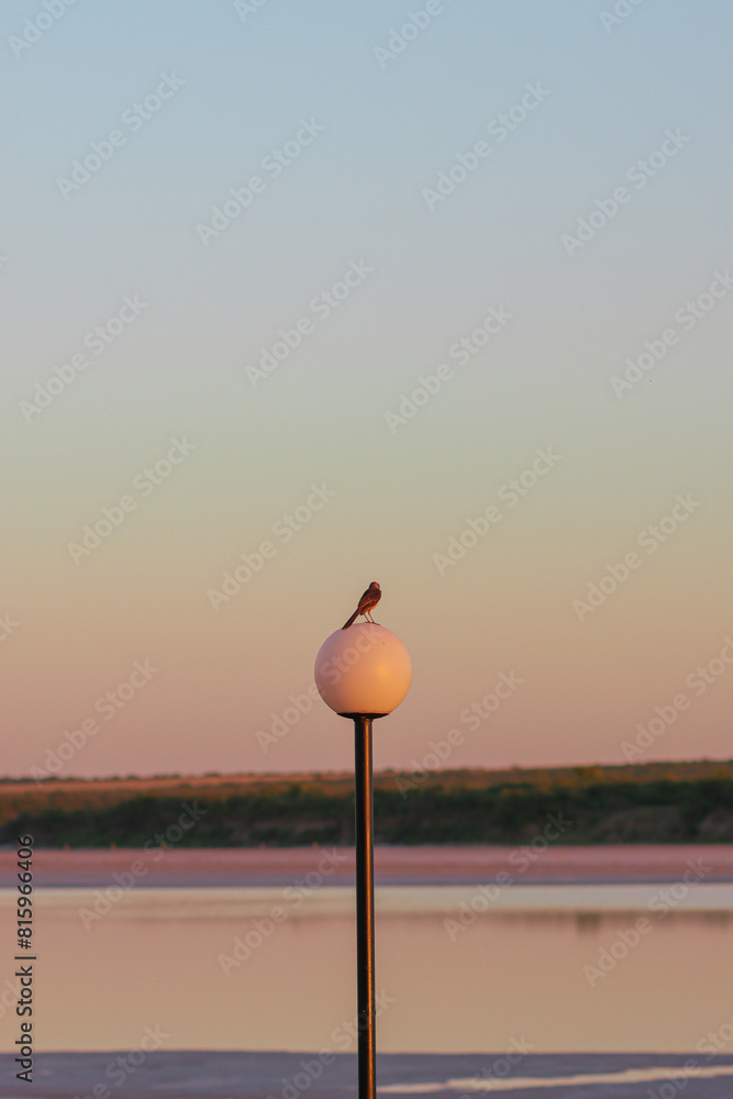 Small bird posing on a lamp during a sunset