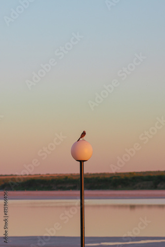 Obraz na płótnie Small bird posing on a lamp during a sunset w salonie