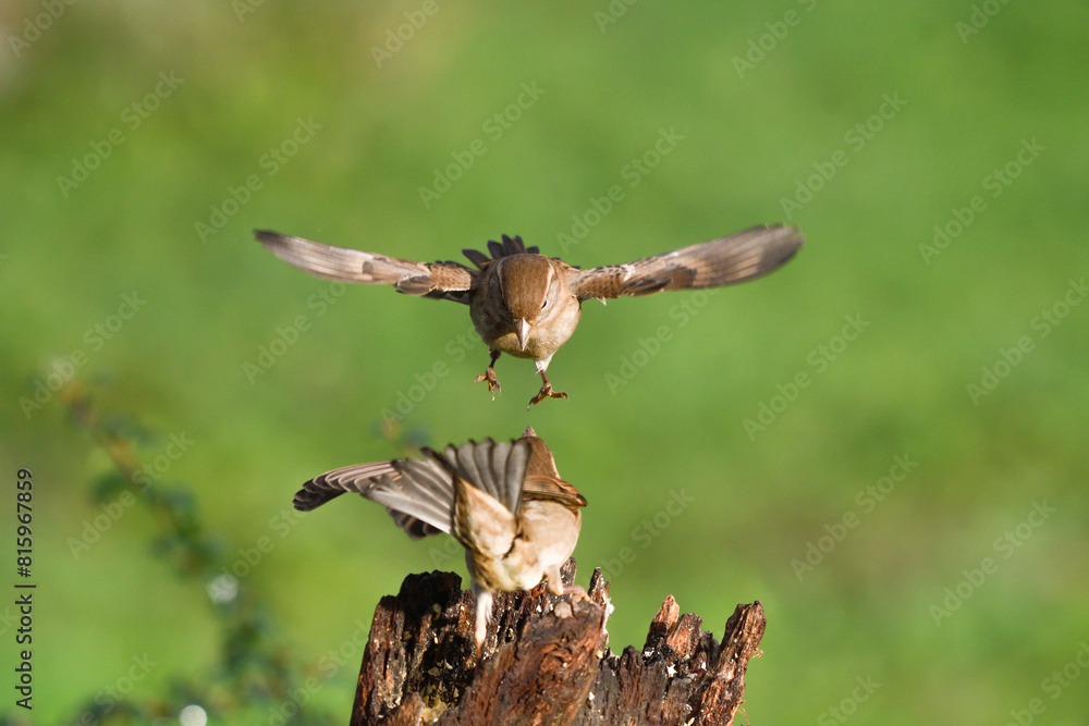Closeup of two sparrows fighting in flight Closeup of two sparrows fighting in flight