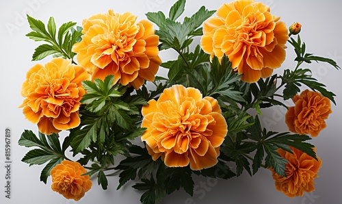 Cluster of Orange Marigold Flowers With Green Leaves © uhdenis