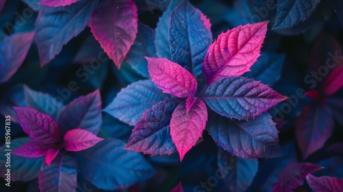 exploring the unique beauty of blue and pink leaves in indie gardening closeup photo