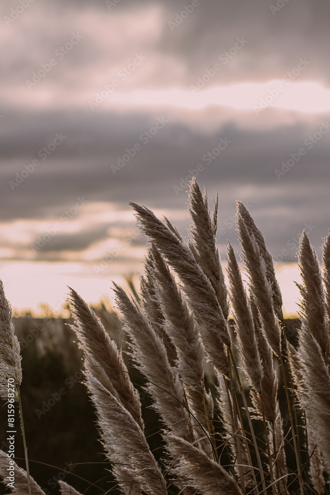 closeup of Cortaderia Selloana with a cloudy sky
