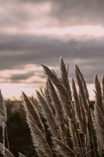 Obraz na płótnie closeup of Cortaderia Selloana with a cloudy sky w salonie
