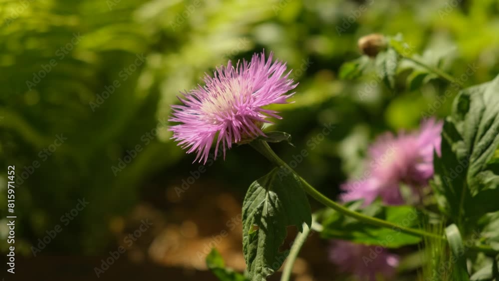Psephellus dealbatus bloomed in spring. Beautiful flower bed in spring. Spring flowers. Psephellus dealbatus bloomed in spring. Beautiful flower bed in spring. Spring flowers.