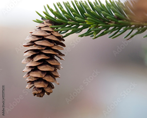 Cone of the Balsam fir (Abies balsamea) tree with blurred background.