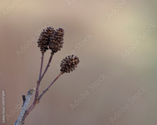 The seeds of the common alder.