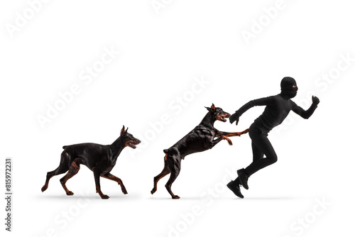 Doberman dogs chasing a thief in black clothes and balaclava