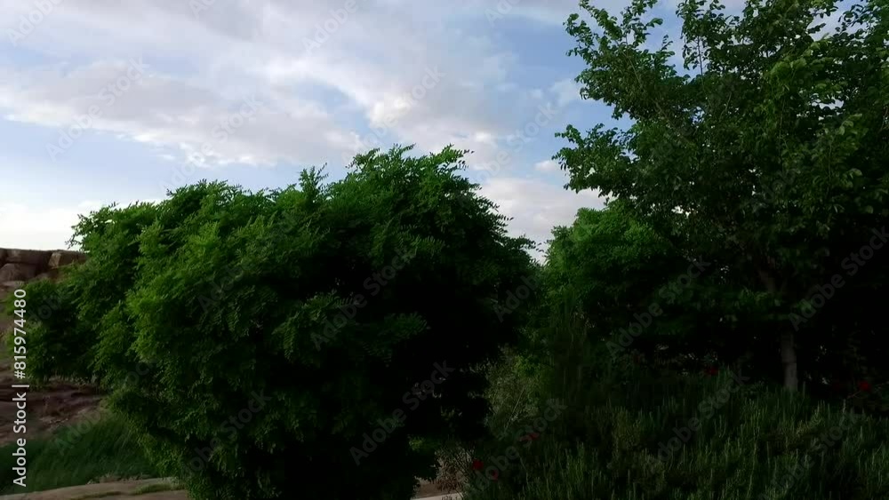 a garden full of green pine trees swaying in a gentle breeze on a sunny day. a garden full of green pine trees swaying in a gentle breeze on a sunny day.