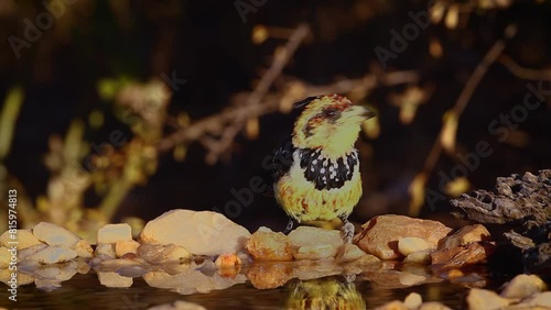 Crested Barbet drinking at waterhole front view in morning light in Kruger National park, South Africa ; Specie Trachyphonus vaillantii family of Ramphastidae photo