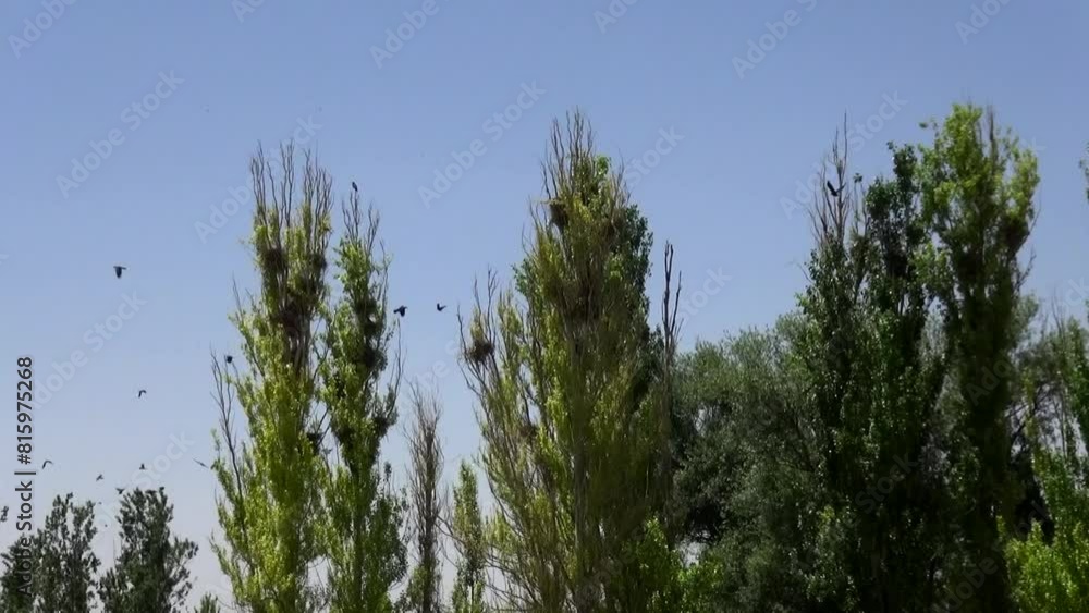 a green garden, a crowd of crows gathers on branches, some joining the group in flight. a green garden, a crowd of crows gathers on branches, some joining the group in flight.
