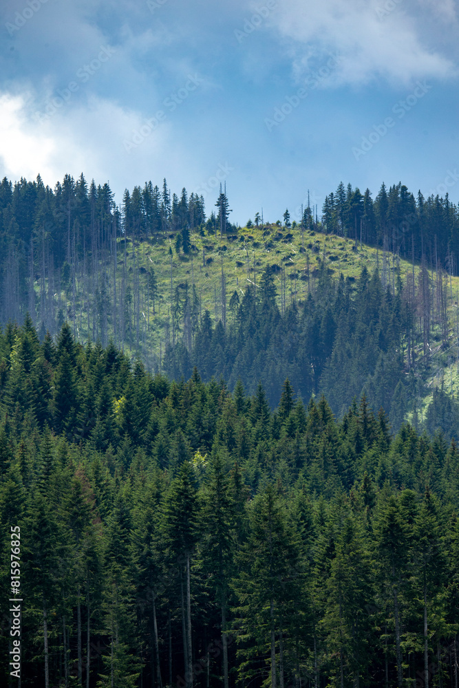 Obraz premium Dolina chochołowska