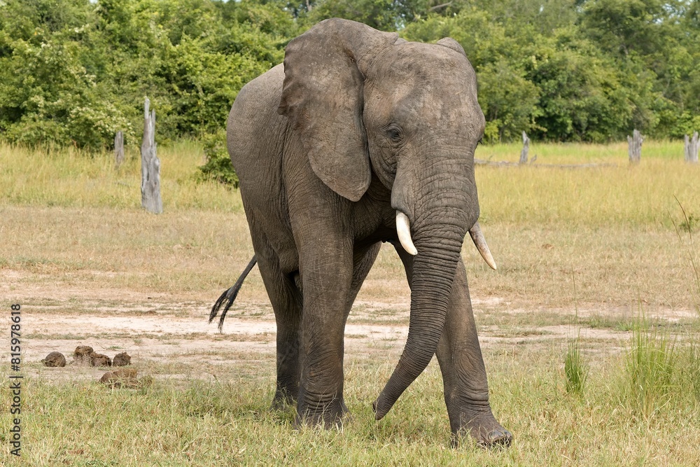 Obraz premium African Elephant (Loxodonta africana) in South Luangwa National Park. Zambia. Africa.