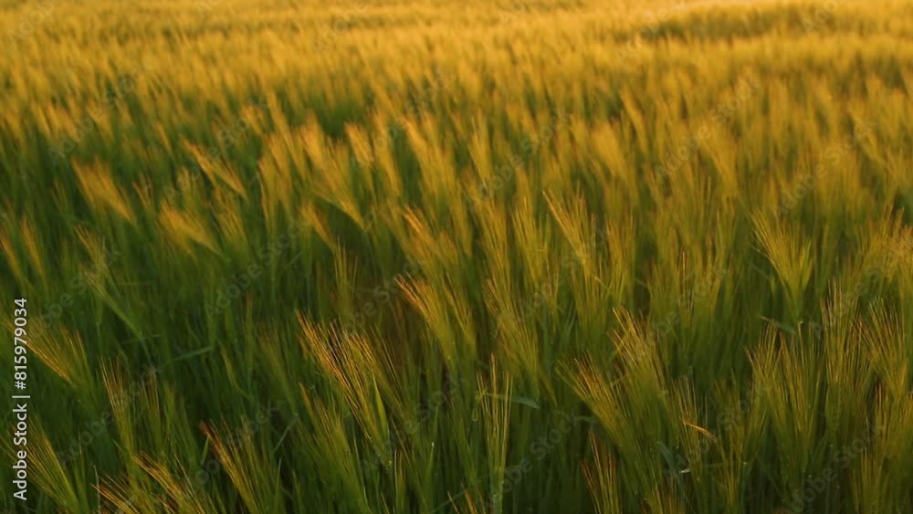 Beautiful barley field. Land area devoted to barley production. Cultivation of barley. Barley at sunset. Beautiful barley field. Land area devoted to barley production. Cultivation of barley. Barley at sunset.