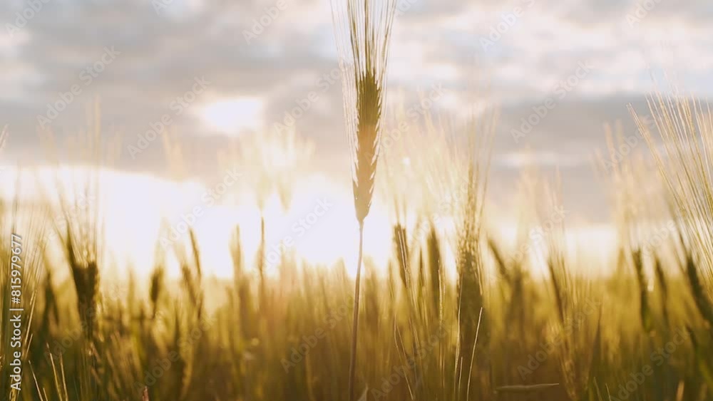 Barley. Beautiful barley field. Land area devoted to barley production. Cultivation of barley. Barley at sunset. Barley. Beautiful barley field. Land area devoted to barley production. Cultivation of barley. Barley at sunset.