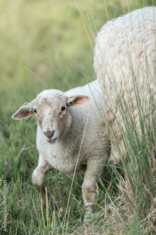 Fototapeta premium Beautiful white sheep farm grass natural soft pastel 