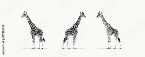 Giraffe | Minimalist and Simple set of 3 Line White background - Vector illustration