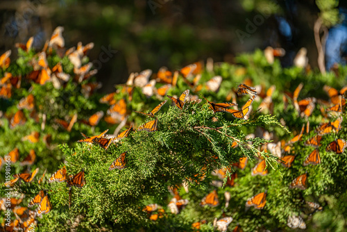 Many Monarch butterflies (Danaus plexippus) on a pine tree. Migrating Monarch butterflies. photo