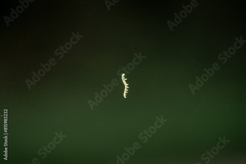 a caterpillar in the forest