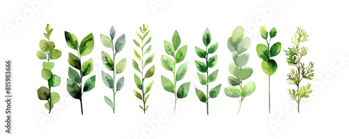 Leafy salad green. vector simple illustration