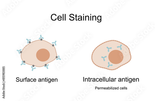 The classification of cell staining type with specific antibody and antigen on cell surface and intracellular or permeability cells in immunochemistry technique.