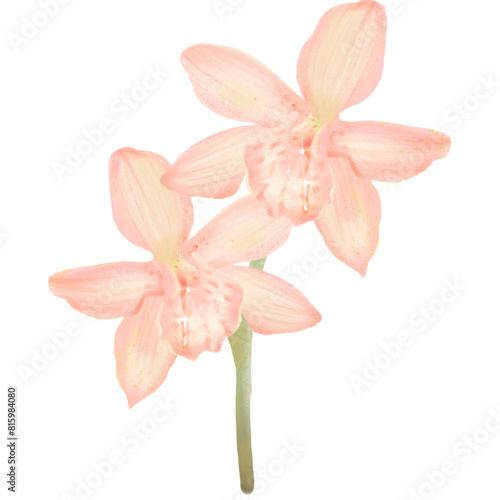 Orchids orange  flower art