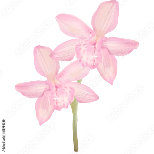 Orchids pink flower art