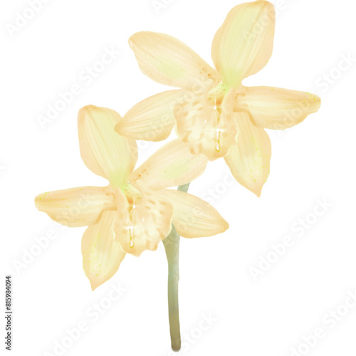 Orchids yellow flower art
