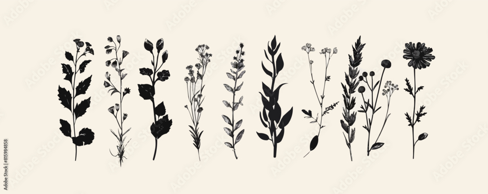 Naklejka premium Set of elegant silhouettes of flowers, branches and leaves. Thin hand drawn vector botanical elements