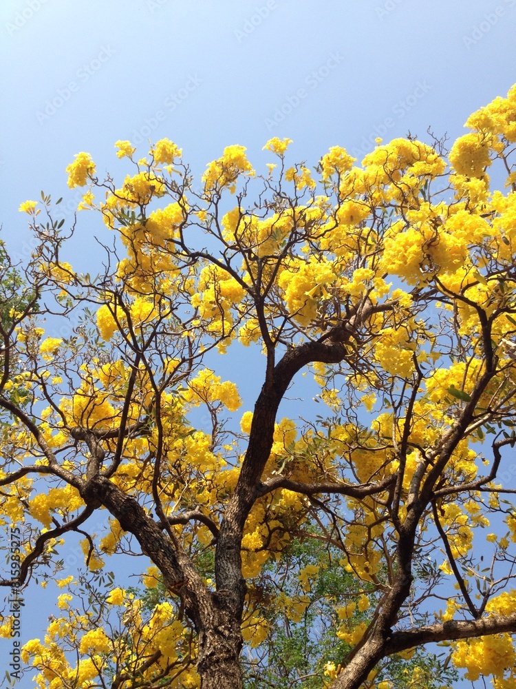 Fototapeta premium Yellow tree in the park.