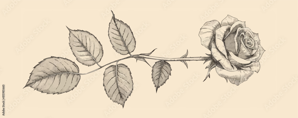 Line rose with leaves. vector simple illustration