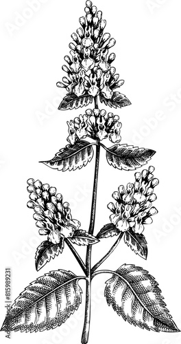 Vintage catnip sketch. Hand-drawn apothecary plant illustration, medicinal herbs drawing.