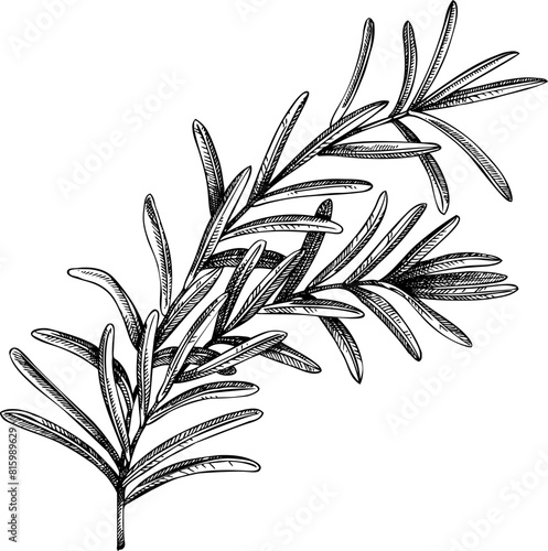 Vintage rosemary sketch. Hand-drawn apothecary plant illustration, medicinal herbs drawing.