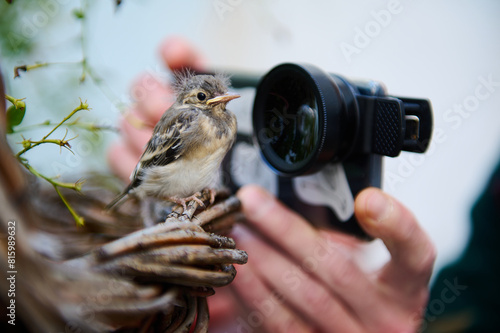 Obraz na plátně Close-up hands of a male photographer photographing small bird on his mobile phone with macro lens