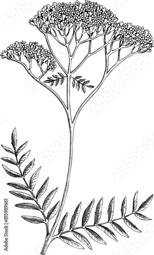 Vintage valerian sketch. Hand-drawn apothecary plant illustration, medicinal herbs drawing.