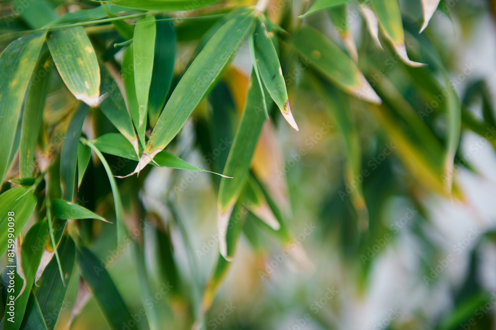 Close-up bamboo leaves