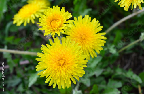 a close up of a dandelion flower top view 